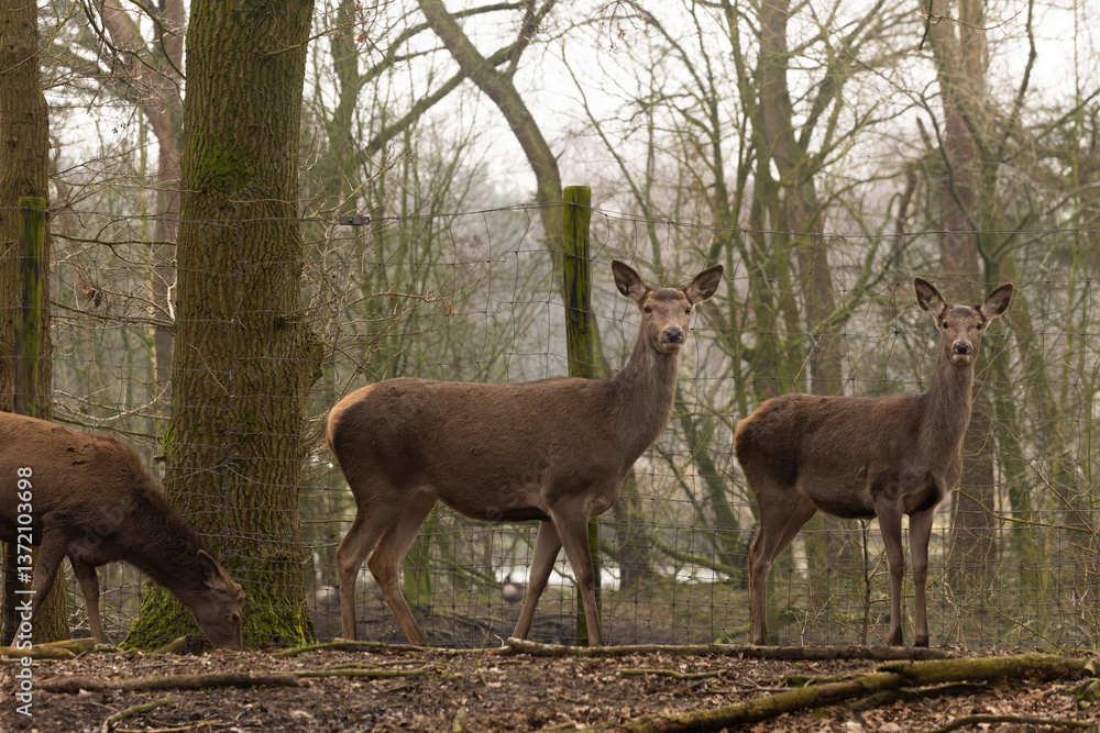 A red deer doe in the forest