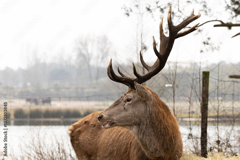 A portrait of a red deer stag with its antlers