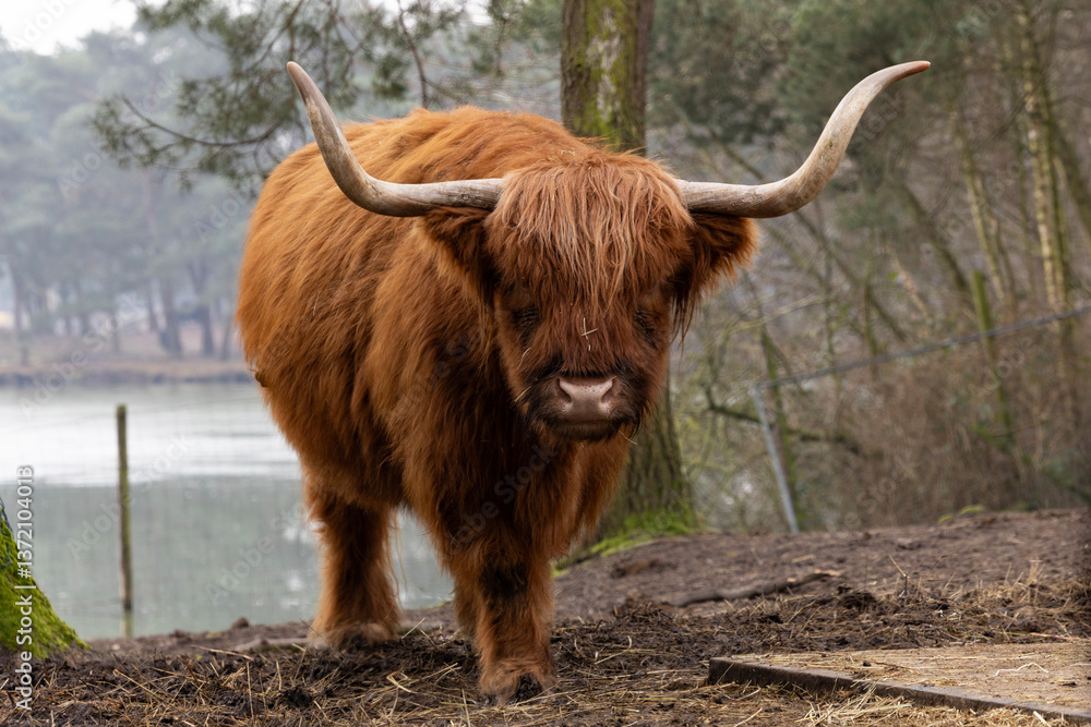 A scottish highland cow
