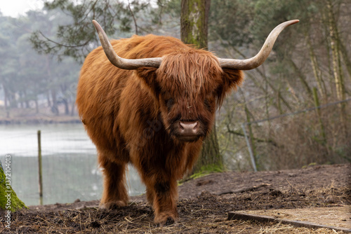 Obraz na płótnie A scottish highland cow w salonie