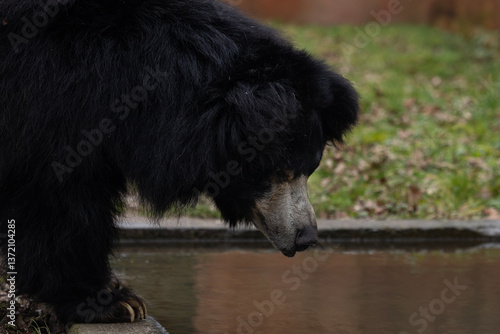 Obraz na płótnie A black bear looking at his reflection in the water w salonie