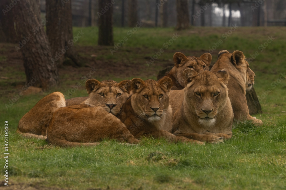 A pride of lionesses lying in the grass