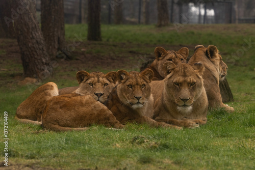 Obraz na płótnie A pride of lionesses lying in the grass w salonie