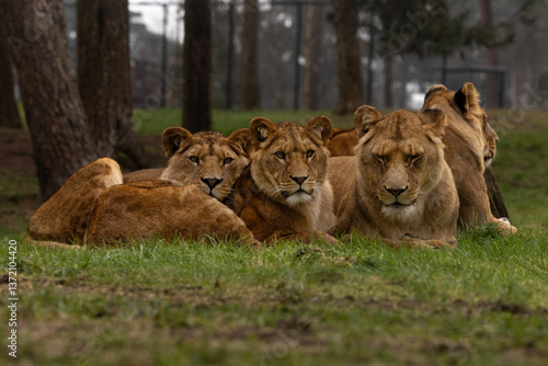Photography A group of lionesses and their cubs