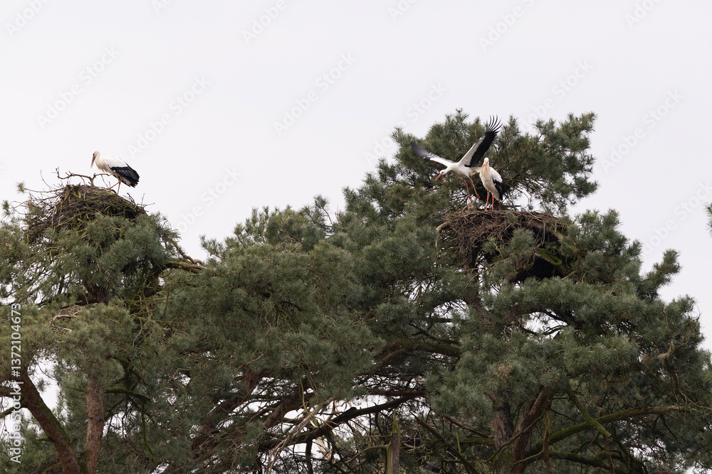 Two breeding storks
