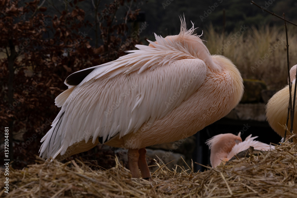 A rosy pelican sleeping with its head tucked into its feathers