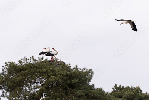 Obraz na płótnie Two storks on their nest and a third stork flying towards them w salonie