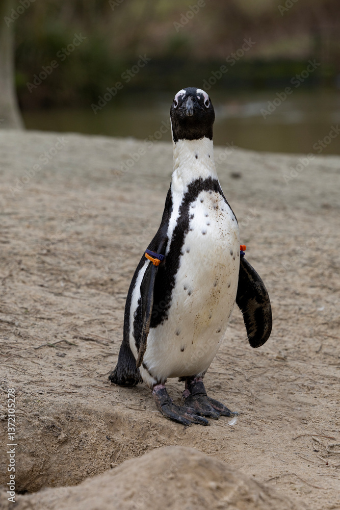 An African penguin standing in the sand