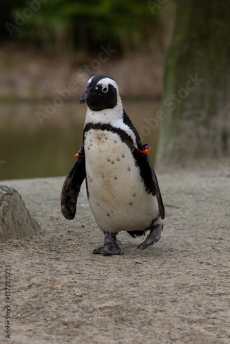 Obraz na płótnie A humboldt penguin walking on the sans w salonie