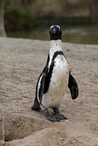 Obraz na płótnie An African penguin standing in the sand w salonie