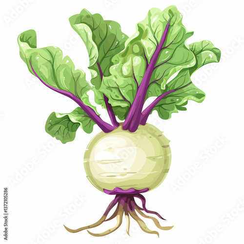 Kohlrabi 