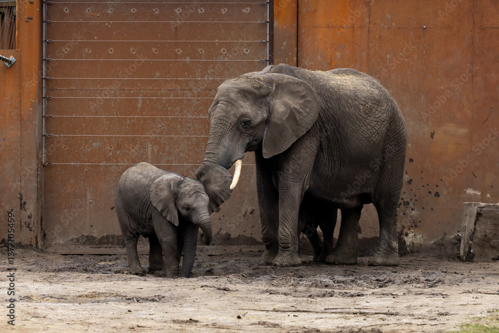 A mother elephant with her calf