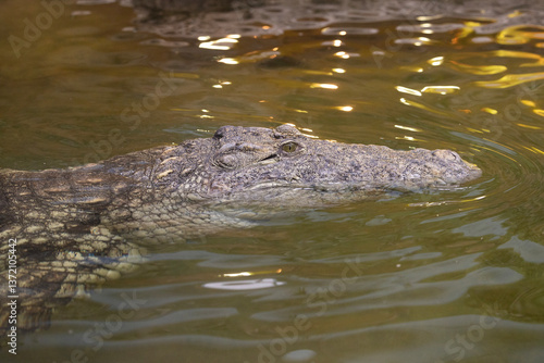 alligator in the water
