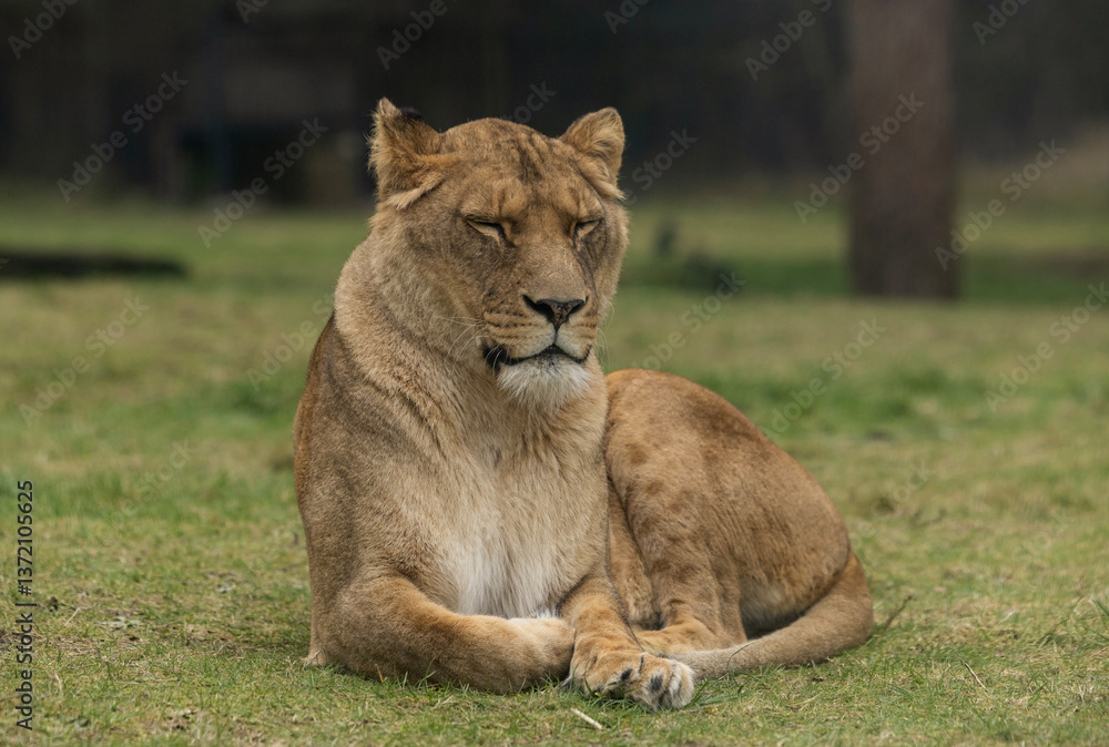 Lioness on the grass