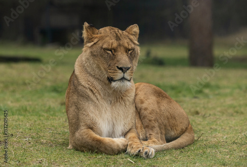 Obraz na płótnie Lioness on the grass w salonie