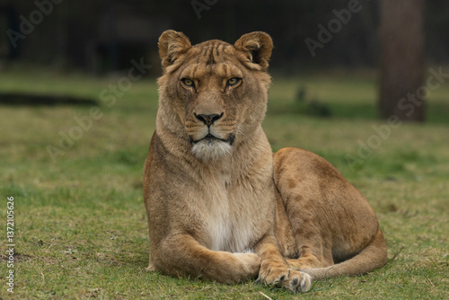 Obraz na płótnie A lioness lies in the grass w salonie