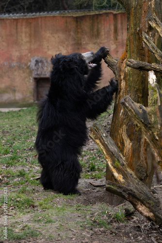 Obraz na płótnie Black bear scratching a tree w salonie