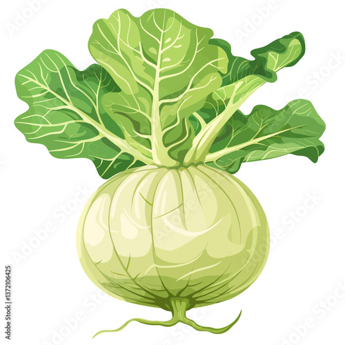 Kohlrabi isolated white background 