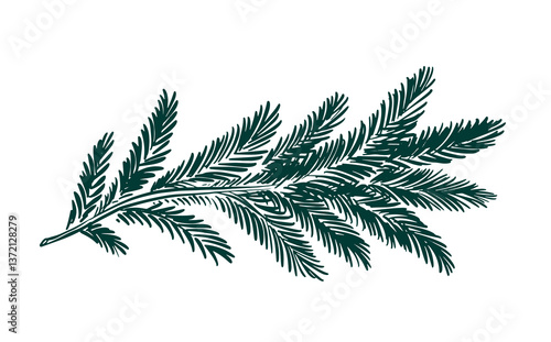 A green fir branch on a white background hand drawn	
