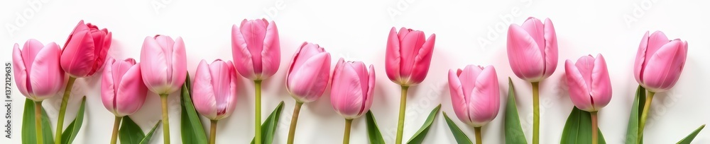 Elegant arrangement of fresh spring tulips in shades of pink on white, elegance, blossoms, nature Elegant arrangement of fresh spring tulips in shades of pink on white, elegance, blossoms, nature