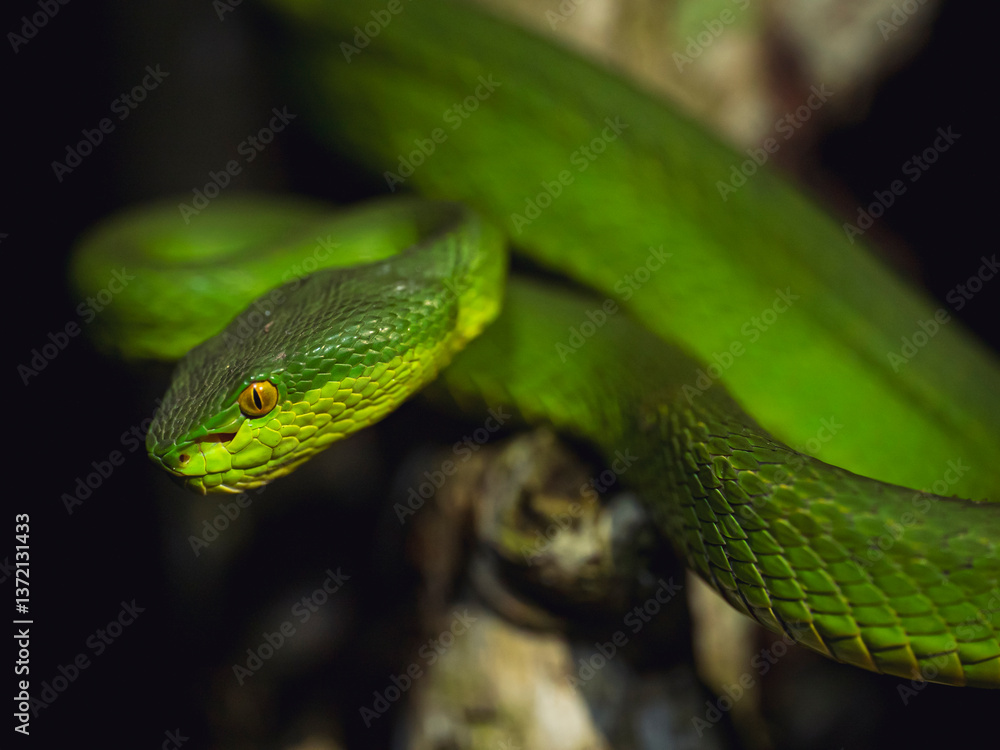 Close up of a Green Pit Viper Close up of a Green Pit Viper
