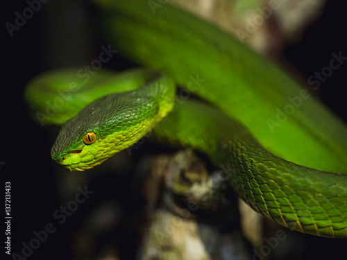 Close up of a Green Pit Viper