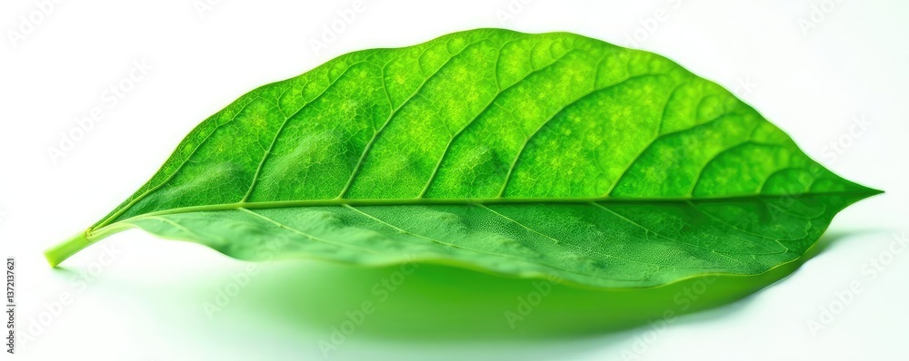 Obraz premium leaf with intricate details isolated on white background, leaf, plant, nature