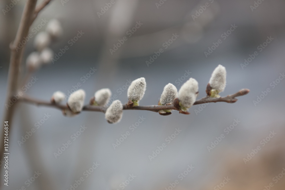 willow catkins in spring willow catkins in spring