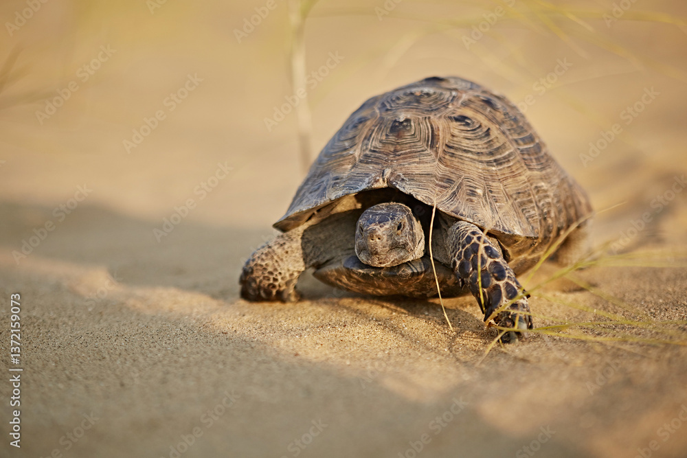 Obraz premium Mediterranean tortoise crawling in the desert sand, close-up