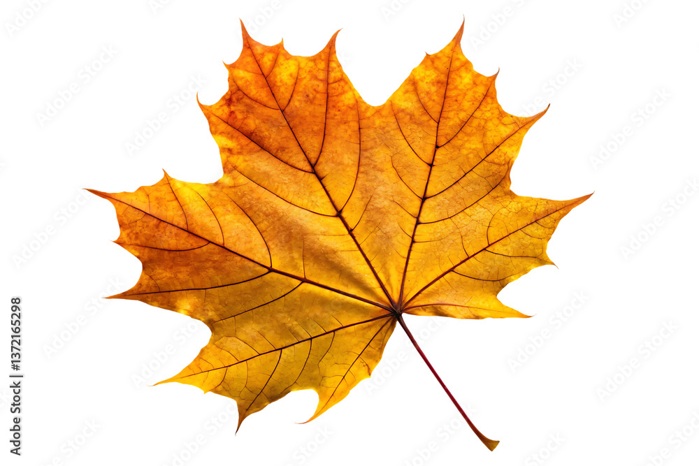 Vibrant Autumn Maple Leaf with Red, Orange, and Yellow Hues - Nature's Seasonal Beauty Vibrant Autumn Maple Leaf with Red, Orange, and Yellow Hues - Nature's Seasonal Beauty