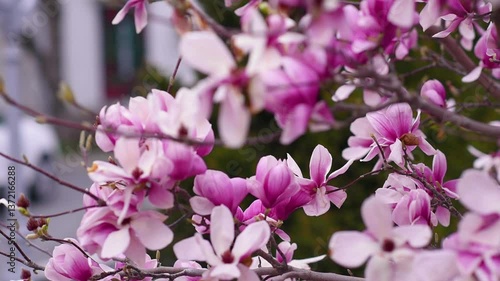 Blooming tree of magnolia with pink petals in windy weather. Springtime. 