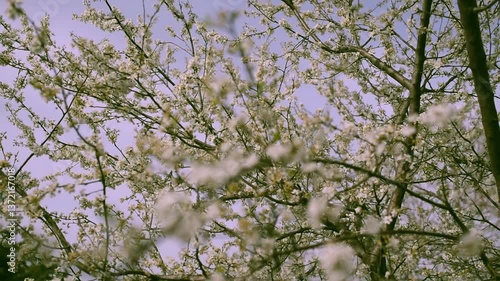 Blooming tree with white cherry flowers over blue sky at background. Retro photo style 