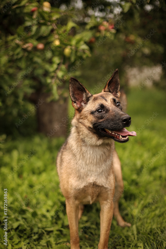 Portrait of a dog with its tongue hanging out in an apple orchard Portrait of a dog with its tongue hanging out in an apple orchard