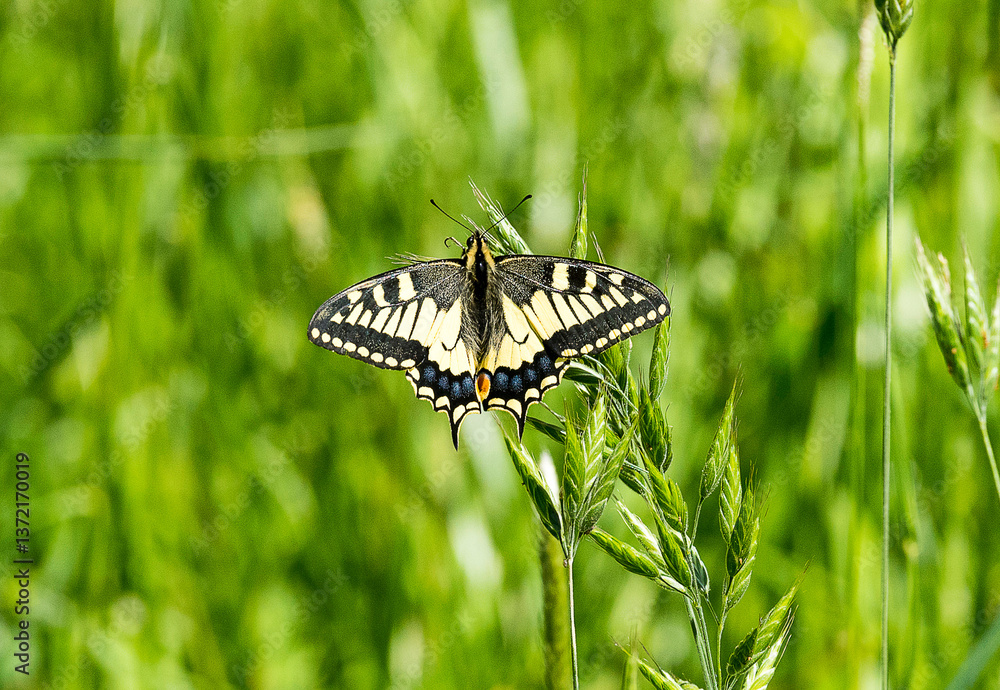 Fototapeta premium Papilio machaon
