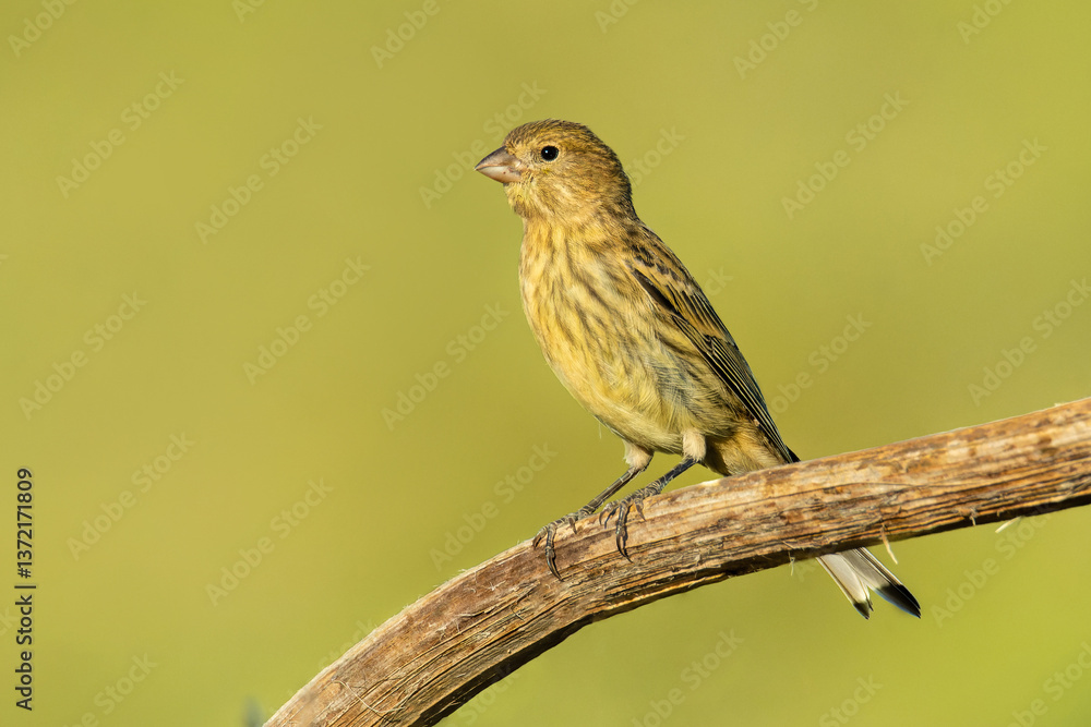 Atlantic canary (Serinus canaria), with a beautiful green and yellow coloured background. Colourful songbird with yellow feathers sitting on the branch. Wildlife scene from nature, Tenerife, Spain Atlantic canary (Serinus canaria), with a beautiful green and yellow coloured background. Colourful songbird with yellow feathers sitting on the branch. Wildlife scene from nature, Tenerife, Spain