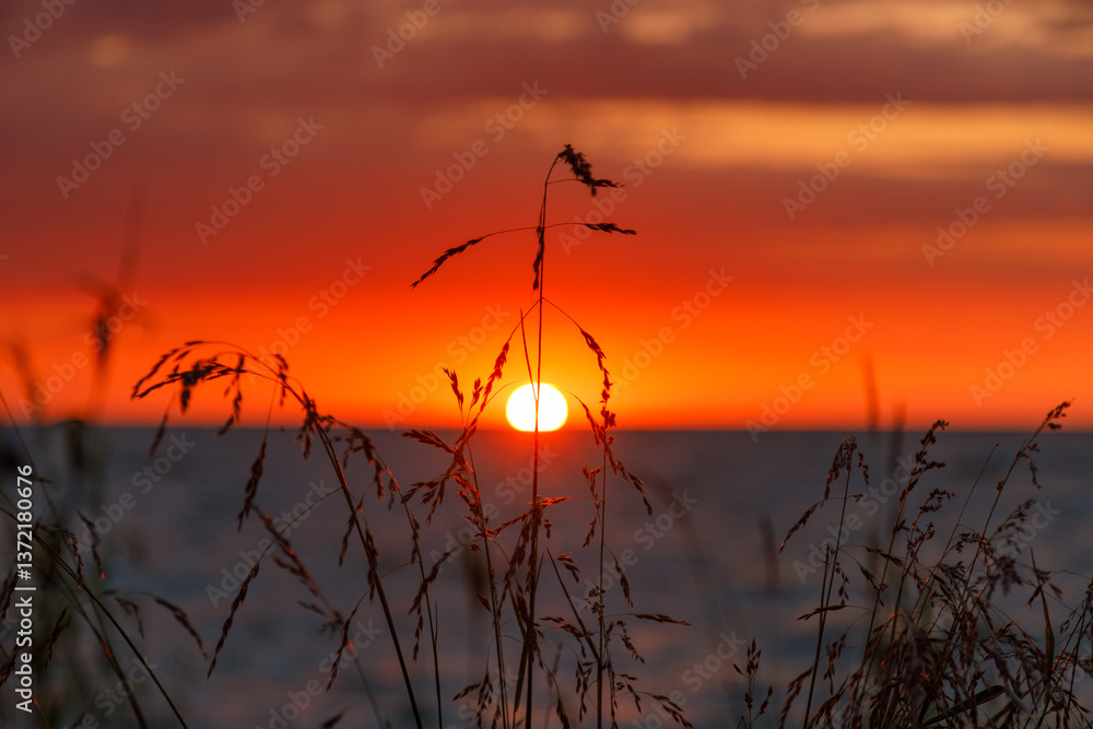 Sunset through the reeds on the Curonian Spit