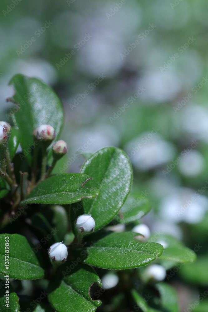 spring white flowers in the garden, spring flowers, white flowers, spring time, green background spring white flowers in the garden, spring flowers, white flowers, spring time, green background