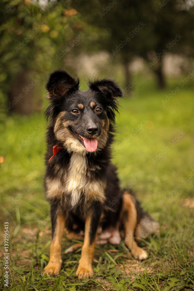 Fototapeta premium Large shaggy tricolor yard dog in a green garden