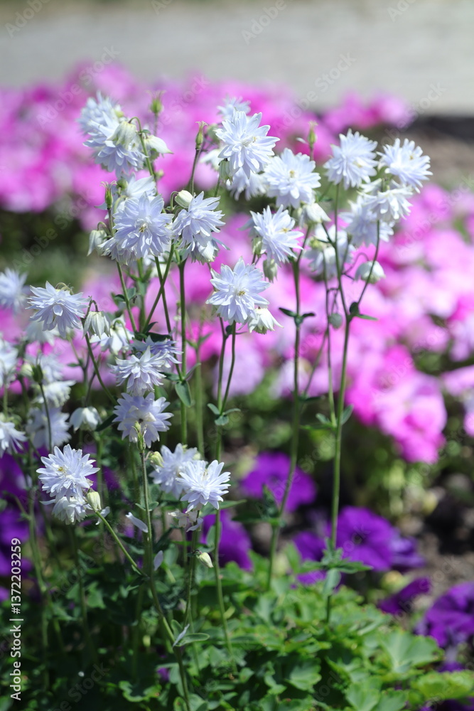 Obraz premium spring white flowers in the garden, spring flowers, white flowers, spring time, green background