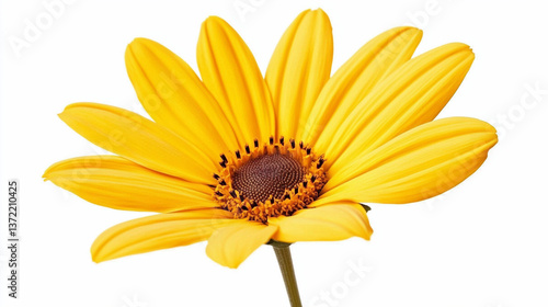 Yellow Daisy Flower on the white isolated background. Ai generated. 
