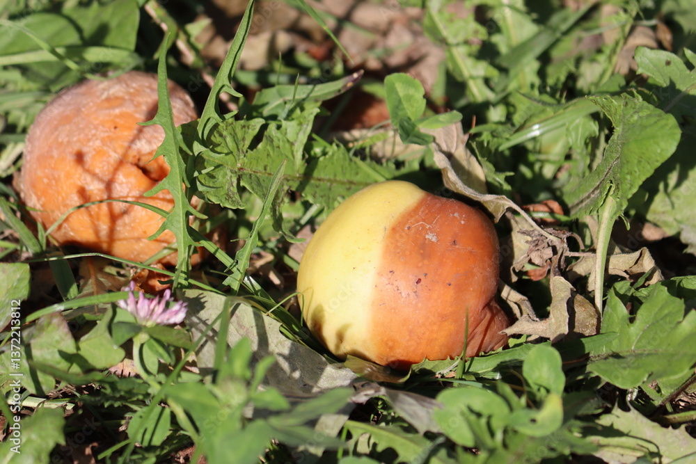 Brown fruit rot of apple caused by Monilia fungus in garden Brown fruit rot of apple caused by Monilia fungus in garden