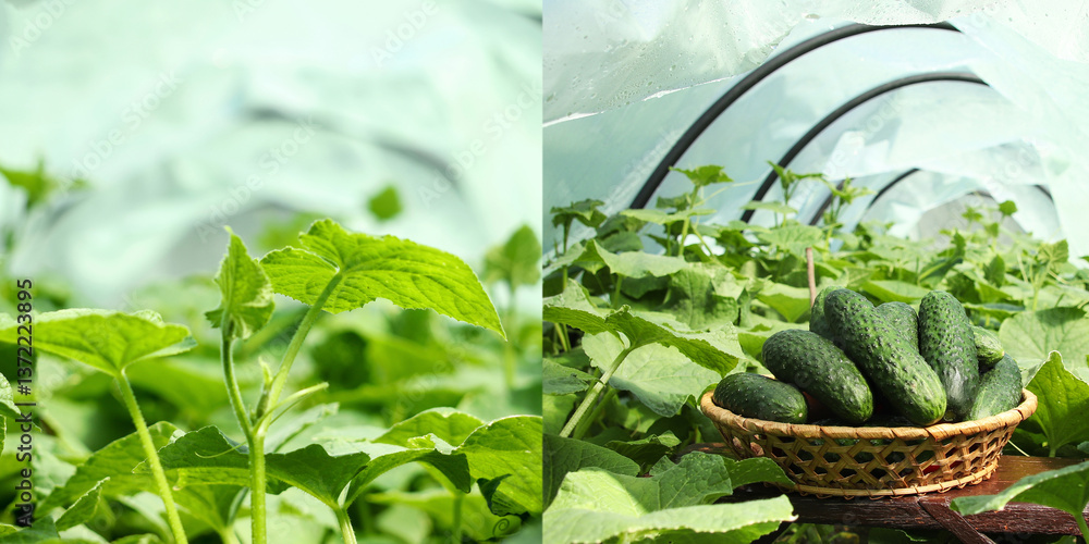 A collage of cucumbers and related vegetables, showcasing different stages of growth, harvesting, and farming. agriculture, organic farming, and vegetable cultivation