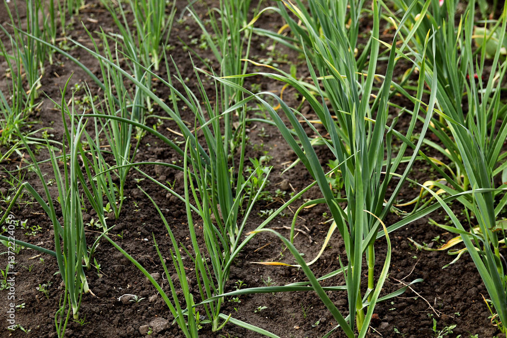 A lush field of green onions and garlic plants, thriving under natural sunlight. The vibrant green leaves contrast with the rich soil, symbolizing growth, agriculture, and farm-to-table freshness