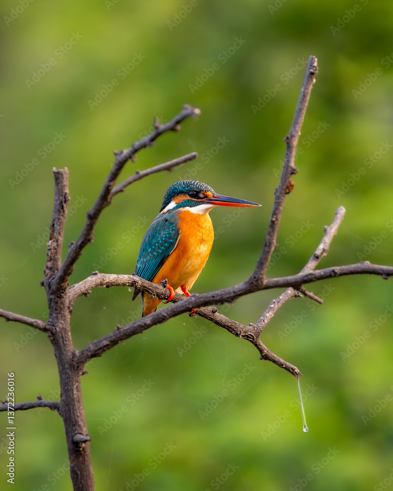 common kingfisher or Alcedo atthis at keoladeo national park or bharatpur bird sanctuary rajasthan india asia. a small colorful bird closeup or portrait perched on branch in natural green background common kingfisher or Alcedo atthis at keoladeo national park or bharatpur bird sanctuary rajasthan india asia. a small colorful bird closeup or portrait perched on branch in natural green background