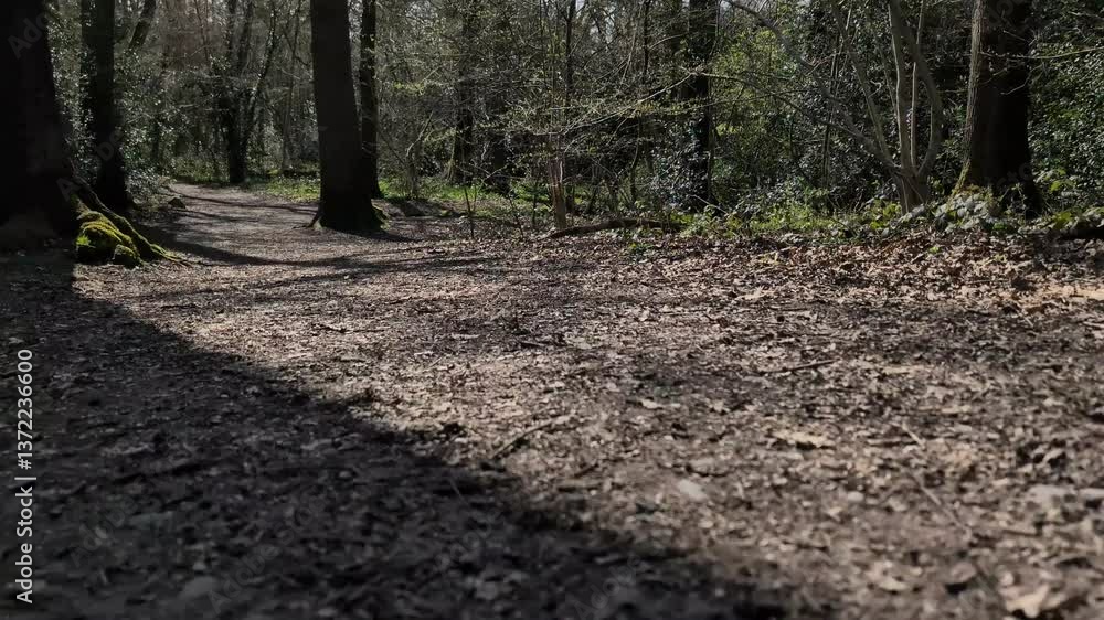 A walk through the forest. A walk through the forest.