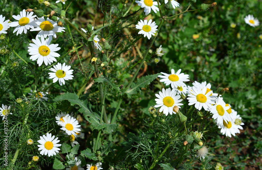 Fototapeta premium Close-up of daisies in a green field