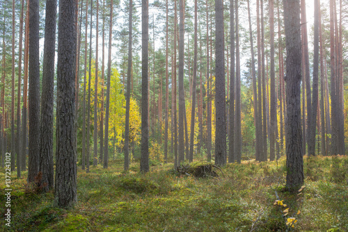 An aged coniferous autumn forest