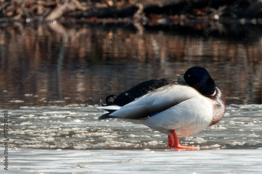 Fototapeta premium Mallard or wild duck (Anas platyrhynchos) is a dabbling duck that breeds throughout the temperate and subtropical Americas, Eurasia, and North Africa.