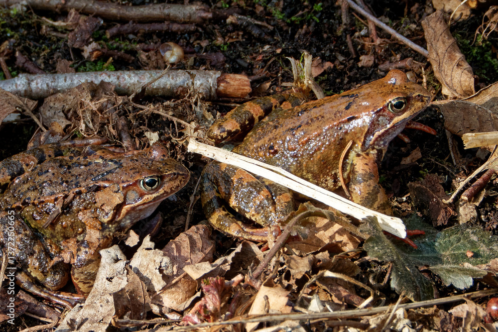 Obraz premium Common frogs or grass frogs (Rana temporaria)