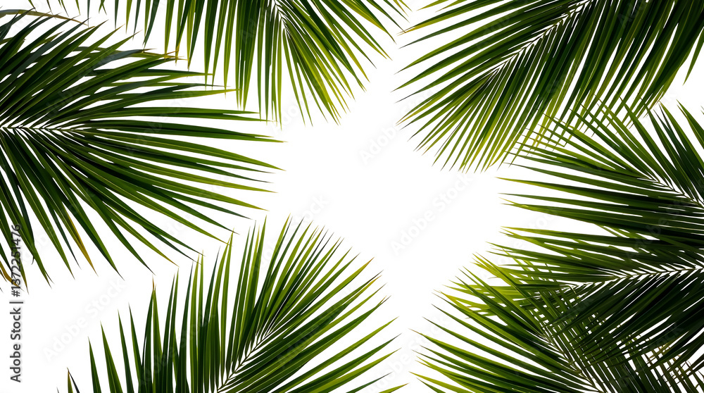 palm leaves on transparent background palm leaves on transparent background